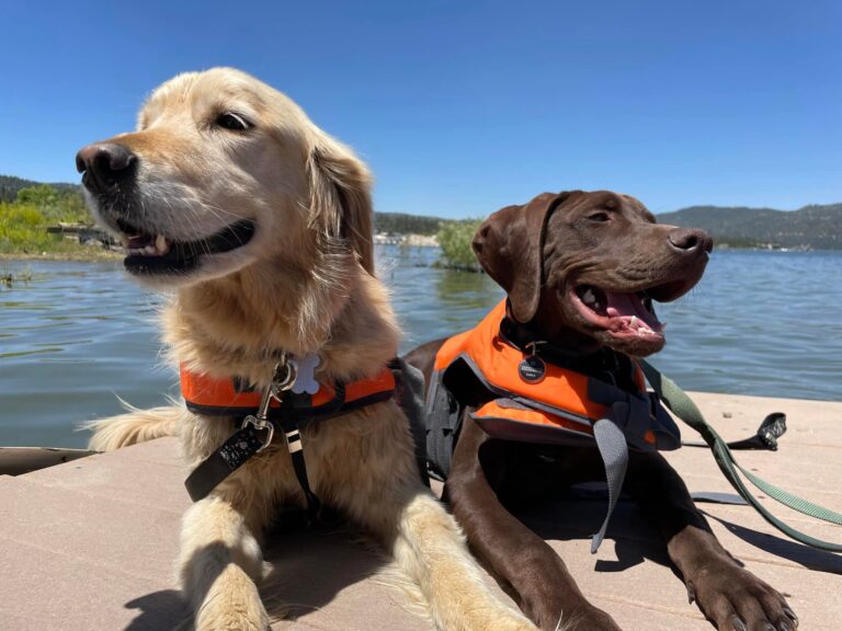 Two dogs enjoying a pet-friendly kayak rental in Big Bear