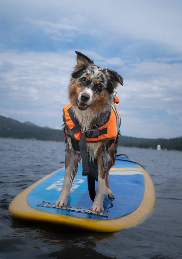 Pet-friendly Big Bear kayak rental with dog in life jacket
