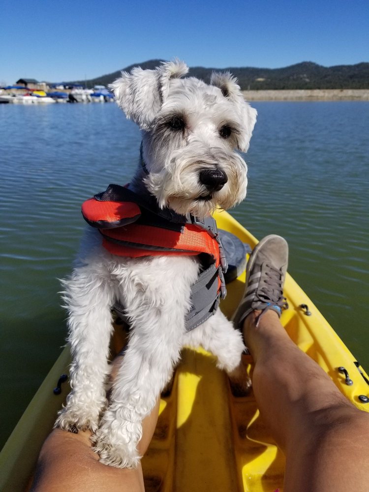 Small dog on kayak in Big Bear Lake