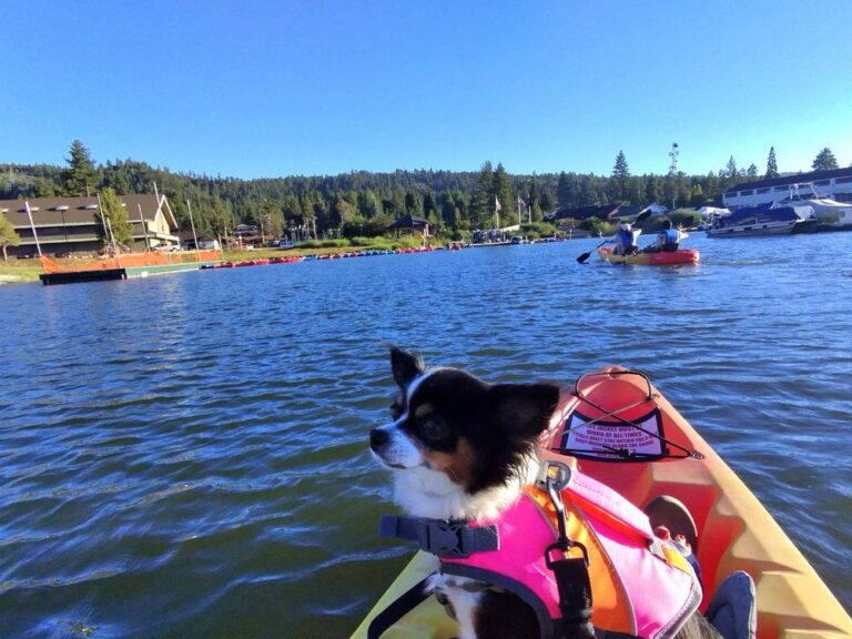 Small dog on kayak during Big Bear kayak rental