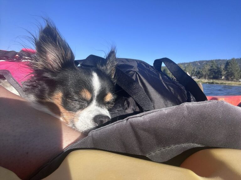 Dog relaxing on kayak during Big Bear Lake rental