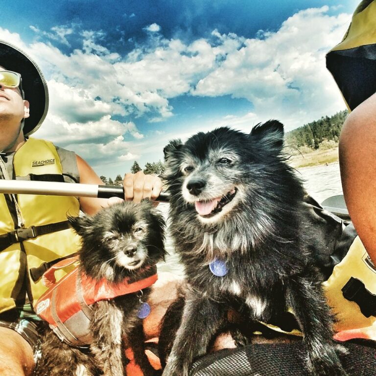 Two dogs enjoying a pet-friendly kayak rental in Big Bear