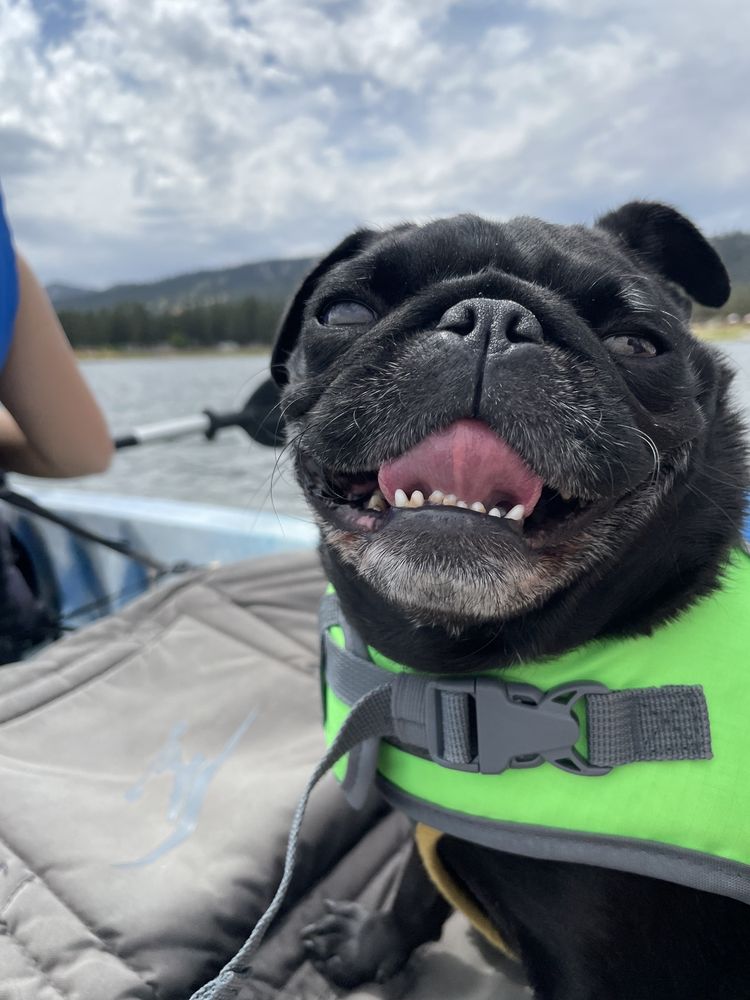 Dog wearing life jacket during Big Bear kayak rental