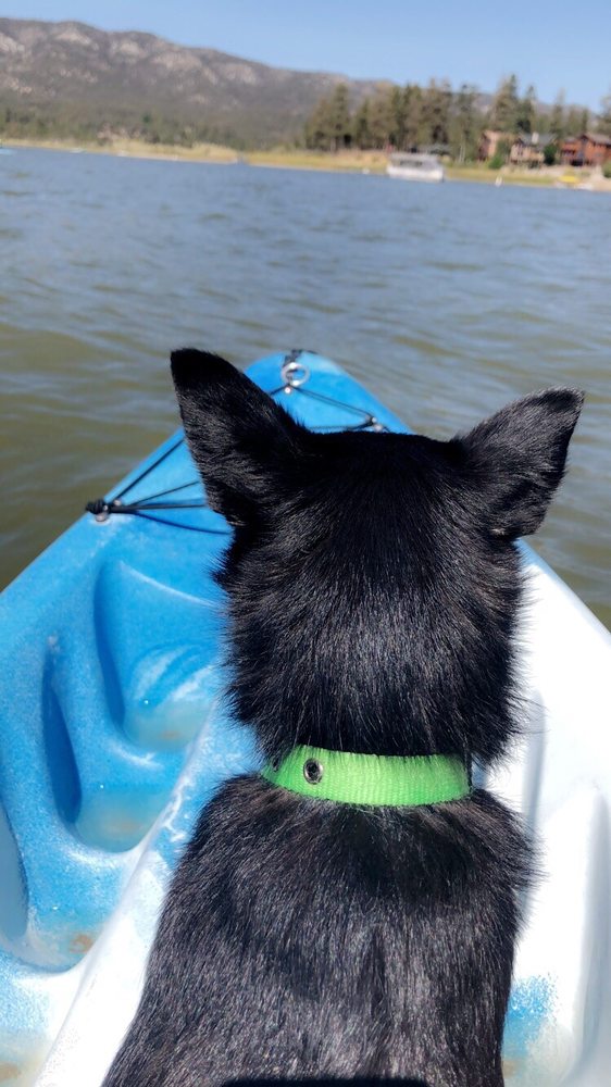 Dog riding on kayak at pet-friendly Big Bear rental
