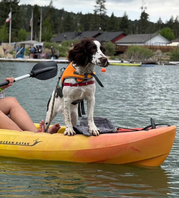 Dog on kayak at pet-friendly Big Bear kayak rental