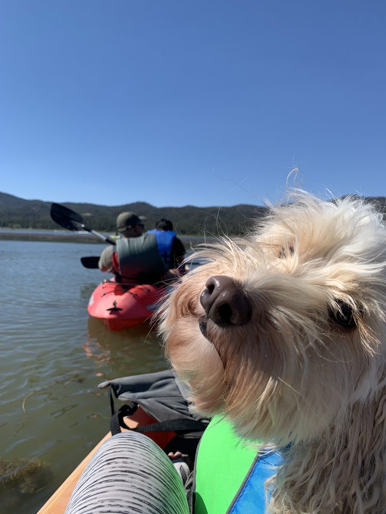 Dog riding on kayak during Big Bear Lake rental
