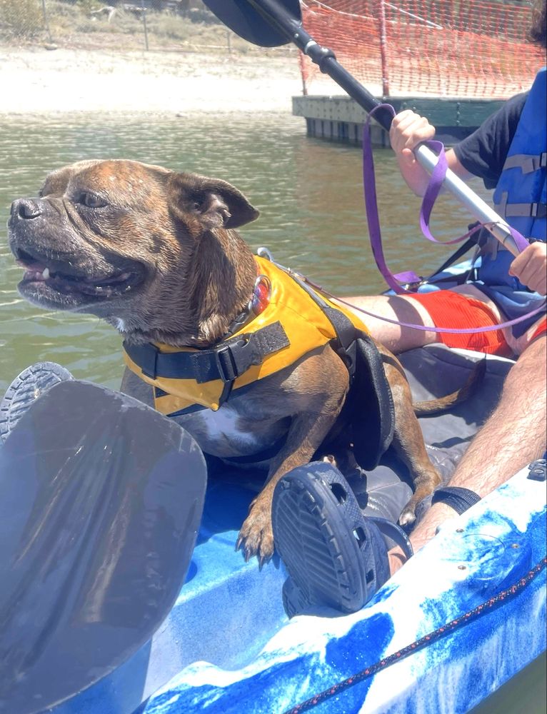 Dog in life jacket enjoying Big Bear kayak rental