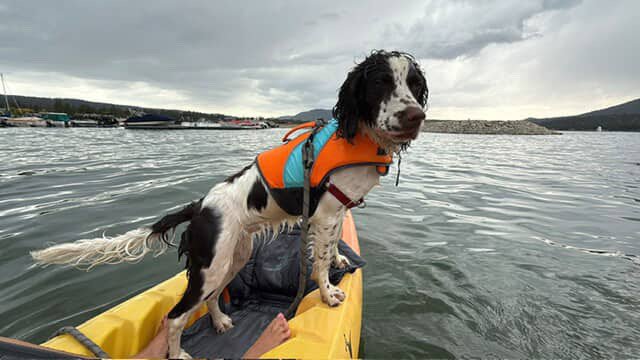 Dog in life jacket on kayak in Big Bear